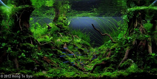 Hong Te Syu (Taiwan)